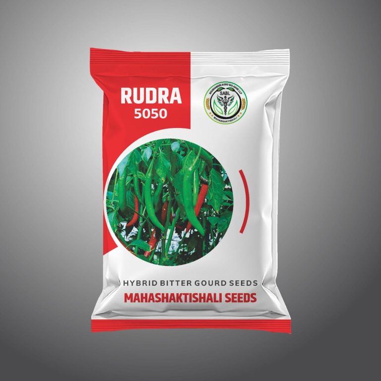 RUDRA-5050-CHILLY