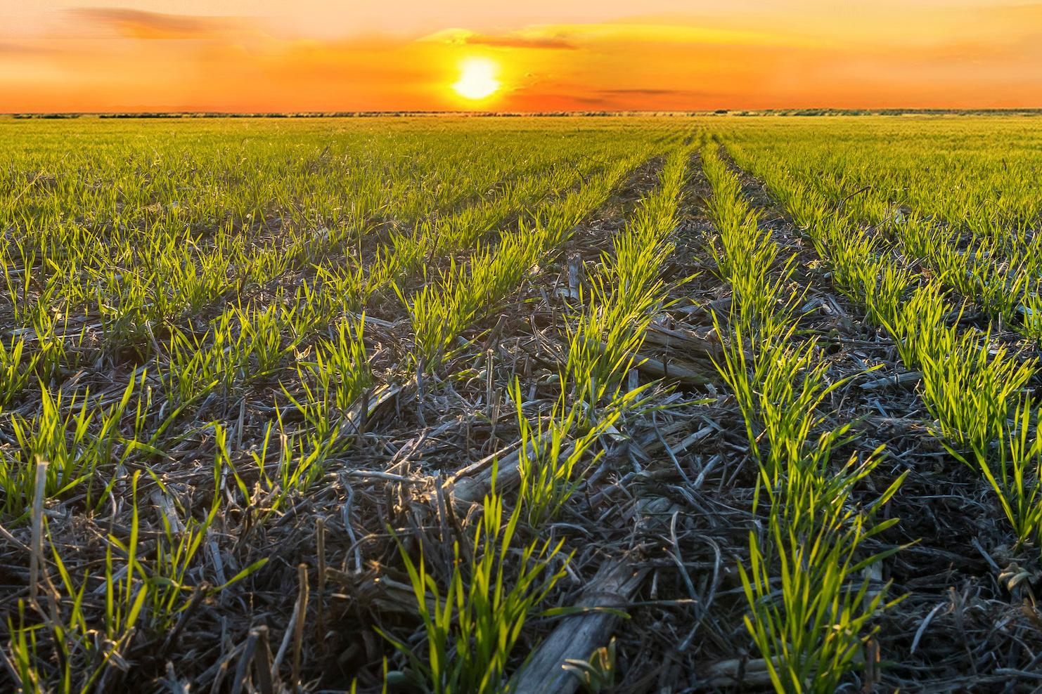 Regen-Wheat-Field_0